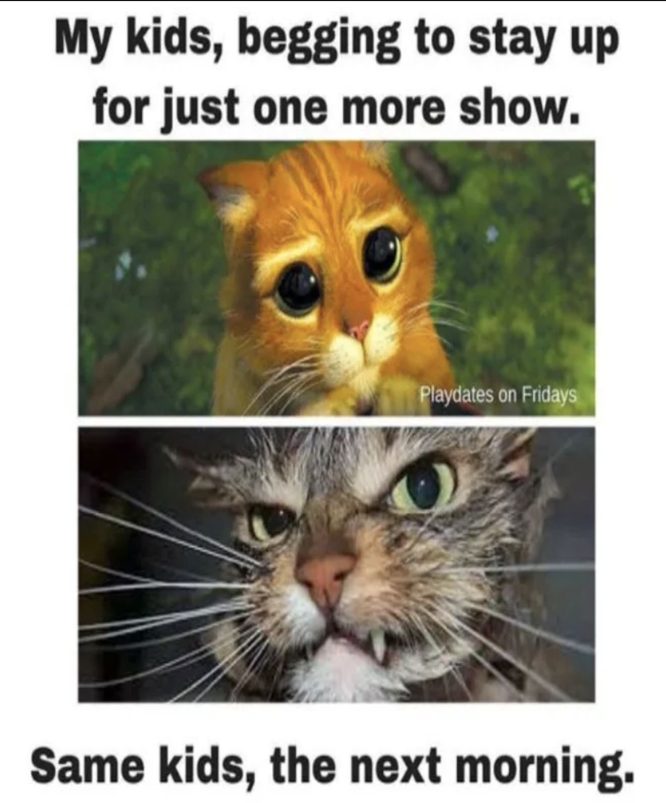 Meme 3